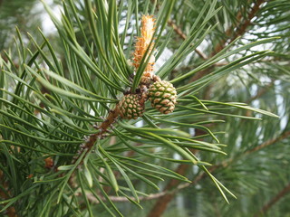 pine