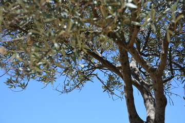 Olivier en Provence © Mathilde