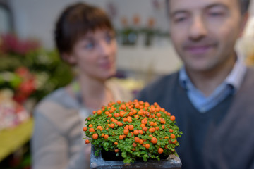 Fototapeta premium People in background behind plant with orange buds