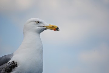 Up close seagull in marina harbor 