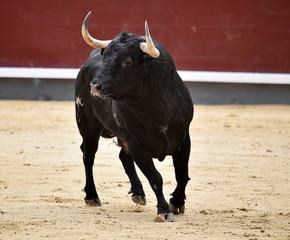 bull