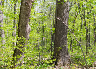 A pair of oak trees in the forest. Selective focus.