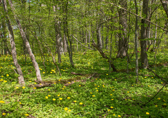 Forest landscape. Meadow with flowers and trees. Selective focus.