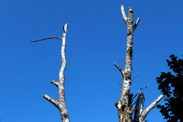 Birch tree trunks against blue sky