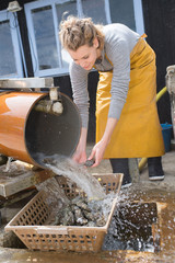 Female worker collecting oysters from chute