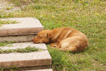 Cute little brown dog laying outdoor