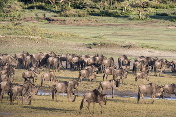 Naklejka na ściany i meble Wildebeest Herd, Serengeti