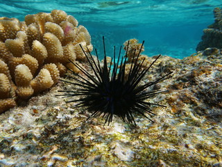 Sea urchin Echinothrix diadema, commonly called diadema urchin or blue-black urchin, underwater in...