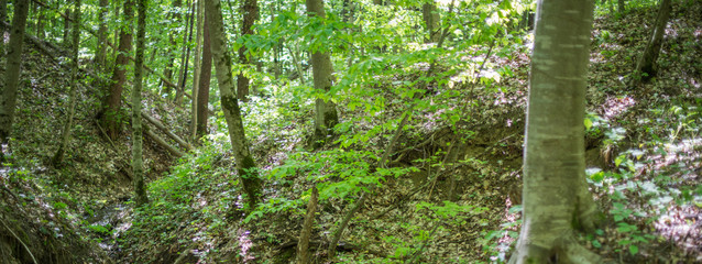 Forest landscape. Trees on the slopes of the ravine.