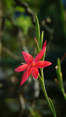 Roter Sumpfspaltgriffel