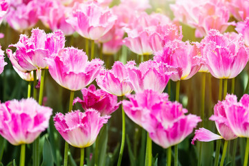 Colorful spring pink tulip flowers with sunlight as a background