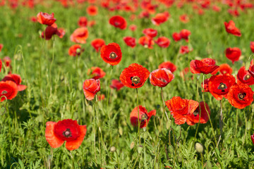 Mohnblumen auf einem Feld im Frühling