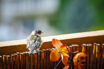 young titmouse is preparing for the first flight