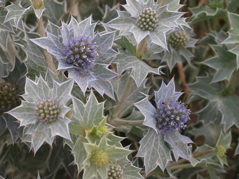 Panicaut des dunes