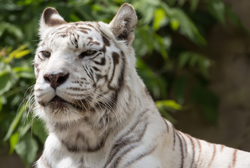 White bengalensis tiger close up portrait
