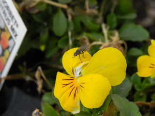fly on a yellow pansy