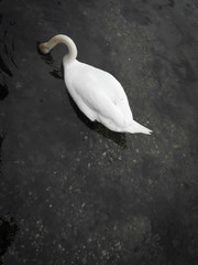 Schwan taucht Kopf ins Wasser