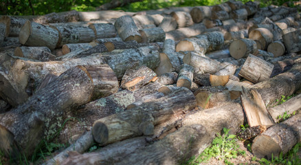 Sawn log on the background forest.