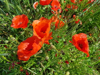 Mohn