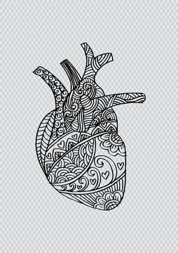 Zentangle stylized Human heart .