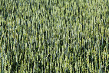 Wheat Field 01