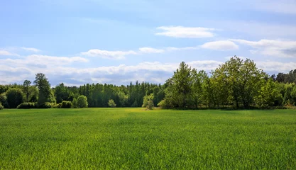 Fotobehang Green field and blue sky © Olga Ionina