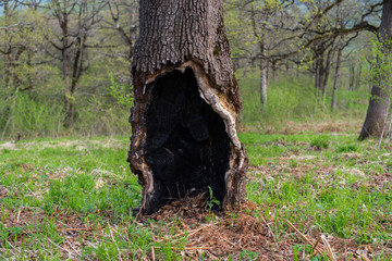 Old oak with burned-out hollow in the base.