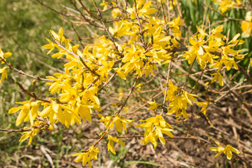 Yellow Forcing Flowers Forsythia europaea in the spring on a blurred green background macro.