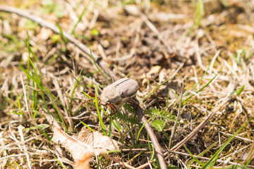 May spring beetle crawling on green grass macro.