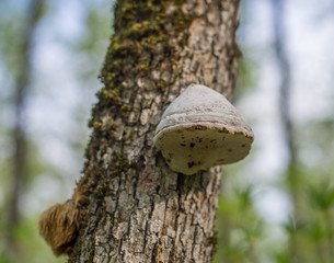 The hoof fungus (fomes fomentarius) on mossy oak.