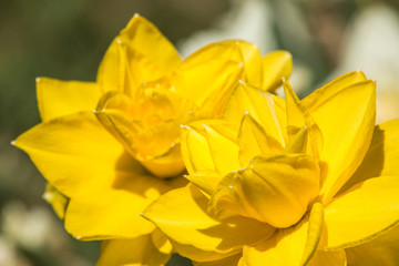 Yellow narcissus flower on a blurred green background