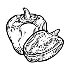 Paprika pepper, chilly spice Vector hand drawn vector illustration. Fresh organic vegetable, hot sweet pepper in engraved style. Detailed food drawing. For label, poster, print. isolated on white