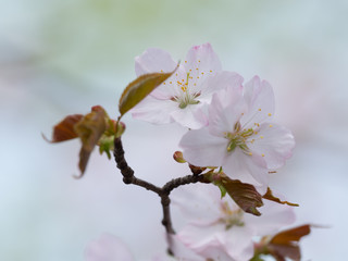桜