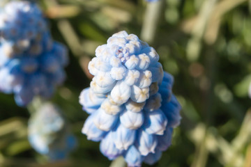 Muscari flowers Blue Magic aucheri macro view.
