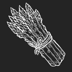 Asparagus vegetable green Vector hand drawn vector illustration. Fresh organic vegetable, vegetarian food in engraved style. Detailed food drawing. For label, poster, print. isolated on black