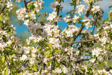 Flowers of an apple tree on a background of blue sky macro close.