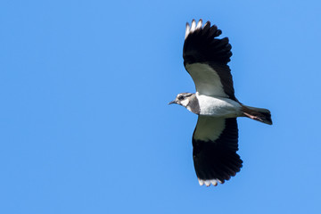 Kiebitz (Vanellus vanellus) im Flug 
