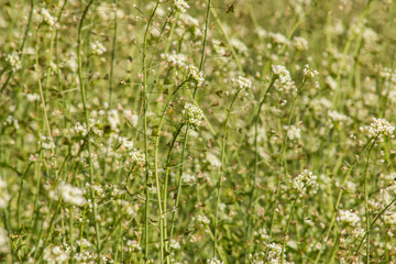 Capsella bursa pastoris on a sunny day