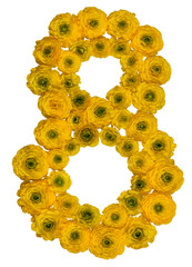 Arabic numeral 8, eight, from yellow flowers of buttercup, isolated on white background