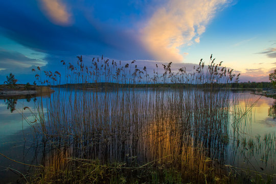 Reed off the coast of the island. Reed against a beautiful sky. Karelia. Ladoga lake.