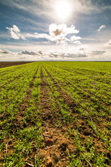 Green field of tillering wheat. Tillering usually starts when plant has 3-4 leaves.