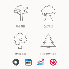 Pine tree, maple and oak-tree icons. Forest trees linear signs. Calendar, Graph chart and Cogwheel signs. Download colored web icon. Vector