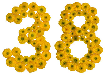 Arabic numeral 38, thirty eight, from yellow flowers of buttercup, isolated on white background