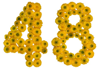 Arabic numeral 48, forty eight, from yellow flowers of buttercup, isolated on white background