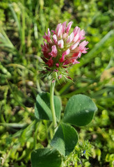 Red Clover