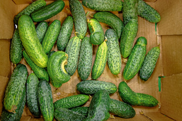 Cucumbers in market from above