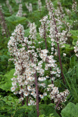 Fruchtstand der Gewöhnliche Pestwurz (Petasites hybridus)