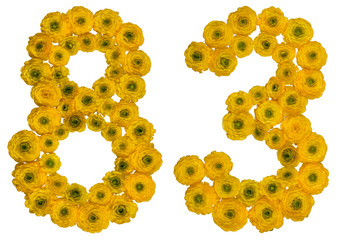 Arabic numeral 83, eighty three, from yellow flowers of buttercup, isolated on white background