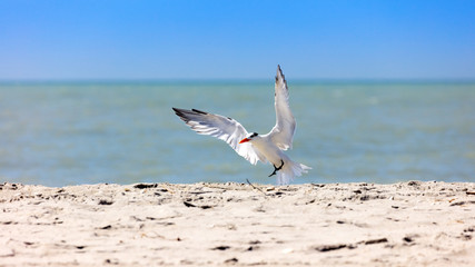 Royal tern (Thalasseus maximus) landing on beach, Florida