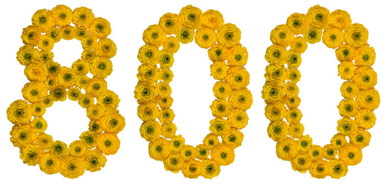 Arabic numeral 800, eight hundred, from yellow flowers of buttercup, isolated on white background